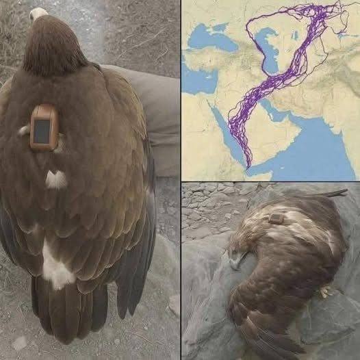 For 20 years, an eagle equipped with GPS puzzled scientists: reco…